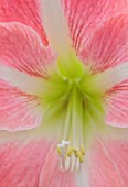 WEST DEAN, WEST SUSSEX: CLOSE UP OF PINK, CREAM, GREEN FLOWERS OF HIPPAESTRUM, AMARYLLIS EXPOSURE, BULBS, MARCH, GREENHOUSE, CORM