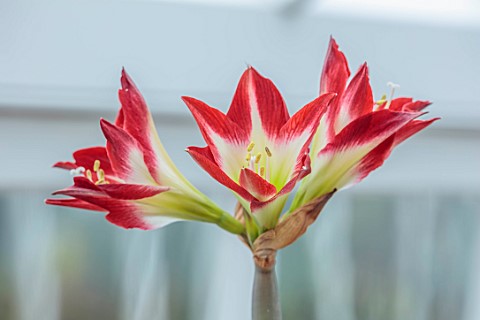 WEST_DEAN_WEST_SUSSEX_CLOSE_UP_OF_RED_CREAM_GREEN_FLOWERS_OF_HIPPAESTRUM_AMARYLLIS_TRES_CHIC_BULBS_M