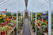 WEST DEAN, WEST SUSSEX: GREENHOUSE FILLED WITH SPRING BULBS, MARCH, HYACINTHS, AMARYLLIS, NARCISSUS, DAFFOIDLS, LECHANALIA