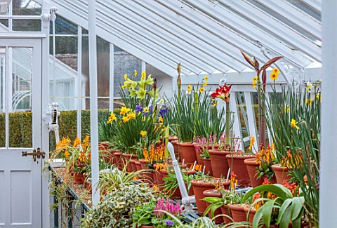 WEST_DEAN_WEST_SUSSEX_GREENHOUSE_FILLED_WITH_SPRING_BULBS_MARCH_HYACINTHS_NARCISSUS_DAFFOIDLS_LECHAN