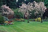 WALLED GARDEN WITH PRUNUS TREES IN BLOSSOM AND BORDERS OF MIXED SPRING BEDDING. MR & MRS STYLES GARDEN  OXON.