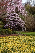 BORDE HILL GARDEN, SUSSEX: DAFFODILS, NARCISSUS, RHODODENDRONS, RHODODENDRON RIREI, MAGNOLIA SARGENTIANA VAR ROBUSTA, SPRING, WOODLAND, MARCH