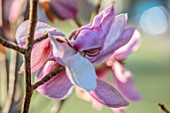 BORDE HILL GARDEN, SUSSEX: PINK FLOWERS OF MAGNOLIA PREMIER CRU, SPRING, MARCH, BLOOMS, TREES, DECIDUOUS, BLOSSOM, SCENTED, FRAGRANT