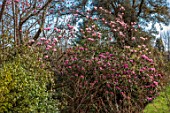 BORDE HILL GARDEN, SUSSEX: PINK FLOWERS OF MAGNOLIA CAMPBELLII VAR. MOLLICOMATA, SPRING, MARCH, BLOOMS, TREES, DECIDUOUS, BLOSSOM