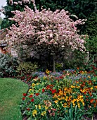 CORNER OF WALLED GARDEN WITH MALUS FLORIBUNDA IN BLOSSOM AND BORDERS OF MIXED SPRING BEDDING. MR & MRS STYLES GDN  OXON