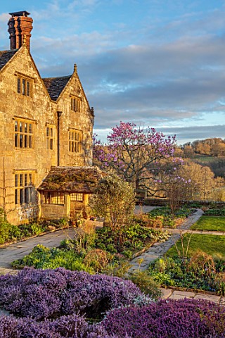 GRAVETYE_MANOR_SUSSEX_LAWN_PINK_FLOWERS_OF_HEATHERS_AND_MAGNOLIA_CAMPBELLII_SPRING_MARCH_EVENING_LIG