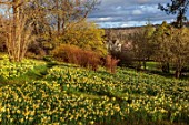 GRAVETYE MANOR, SUSSEX: GRASS PATH, NARCISSUS, DAFFODILS, DRIFTS, CARPETS, YELLOW FLOWERS, BLOOMS, BLOSSOMS, WOODLAND, MARCH, SPRING