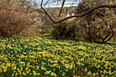 GRAVETYE MANOR, SUSSEX: NARCISSUS, DAFFODILS, DRIFTS, CARPETS, YELLOW FLOWERS, BLOOMS, BLOSSOMS, WOODLAND, MARCH, SPRING