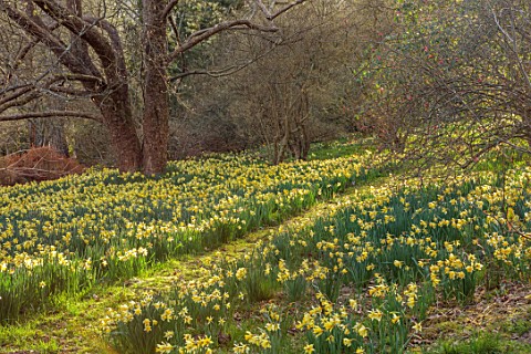 GRAVETYE_MANOR_SUSSEX_GRASS_PATH_NARCISSUS_DAFFODILS_DRIFTS_CARPETS_YELLOW_FLOWERS_BLOOMS_BLOSSOMS_W