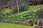 GRAVETYE MANOR, SUSSEX: LAWN, WALL, NARCISSUS, DAFFODILS, DRIFTS, CARPETS, YELLOW FLOWERS, BLOOMS, BLOSSOMS, WOODLAND, MARCH, SPRING