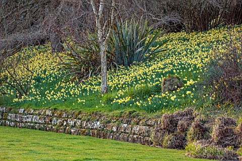 GRAVETYE_MANOR_SUSSEX_LAWN_WALL_NARCISSUS_DAFFODILS_DRIFTS_CARPETS_YELLOW_FLOWERS_BLOOMS_BLOSSOMS_WO