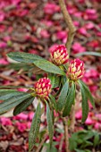 GRAVETYE MANOR, SUSSEX: PINK, RED, BUDS, EMERGING, FLOWERS OF RHODODENDRON, MARCH, SPRING, BLOSSOMS, BLOOMS