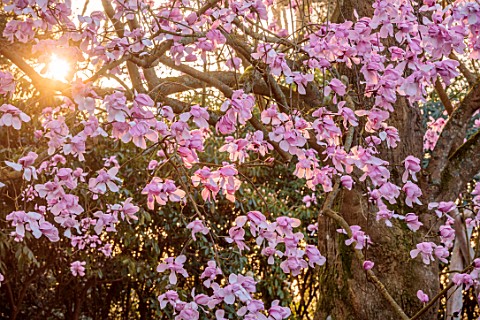 GRAVETYE_MANOR_SUSSEX_PINK_FLOWERS_OF_MAGNOLIA_X_CAMPBELLII_SPRING_MARCH_WOODLAND_FLOWERS_BLOOMS_SCE