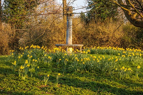 PRIORS_MARSTON_WARWICKSHIRE_THE_MANOR_HOUSE_DAFFODILS_GROWING_IN_THE_PARKLAND_MARCH