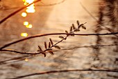 PRIORS MARSTON, WARWICKSHIRE, THE MANOR HOUSE: WILLOW CATKINS BESIDE THE LAKE, EVENING LIGHT, MARCH