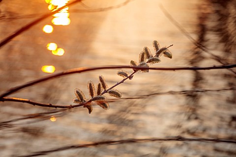 PRIORS_MARSTON_WARWICKSHIRE_THE_MANOR_HOUSE_WILLOW_CATKINS_BESIDE_THE_LAKE_EVENING_LIGHT_MARCH