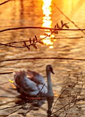 PRIORS MARSTON, WARWICKSHIRE, THE MANOR HOUSE: WILLOW CATKINS AND SWAN BESIDE THE LAKE, EVENING LIGHT, MARCH