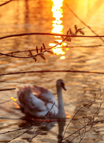 PRIORS_MARSTON_WARWICKSHIRE_THE_MANOR_HOUSE_WILLOW_CATKINS_AND_SWAN_BESIDE_THE_LAKE_EVENING_LIGHT_MA