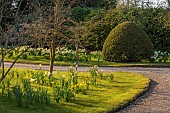 PRIORS MARSTON, WARWICKSHIRE, THE MANOR HOUSE: DAFFODILS, NARCISSUS, MAGNOLIAS ON LAWN BESIDE ENTRANCE COURTYARD, MARCH