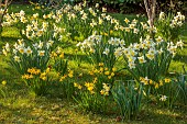 PRIORS MARSTON, WARWICKSHIRE, THE MANOR HOUSE: DAFFODILS, NARCISSUS, MAGNOLIAS ON LAWN BESIDE ENTRANCE COURTYARD, MARCH