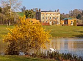 PRIORS MARSTON, WARWICKSHIRE, THE MANOR HOUSE: YELLOW FLOWERS OF FORSYTHIA GROWING BESIDE THE LAKE, MARCH