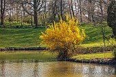 PRIORS MARSTON, WARWICKSHIRE, THE MANOR HOUSE: YELLOW FLOWERS OF FORSYTHIA GROWING BESIDE THE LAKE, MARCH