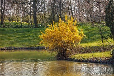 PRIORS_MARSTON_WARWICKSHIRE_THE_MANOR_HOUSE_YELLOW_FLOWERS_OF_FORSYTHIA_GROWING_BESIDE_THE_LAKE_MARC