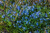 PRIORS MARSTON, WARWICKSHIRE, THE MANOR HOUSE: BLUE FLOWERS OF SCILLA SIBERICA IN RAISED BED BORDER, MARCH