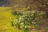 PRIORS MARSTON, WARWICKSHIRE, THE MANOR HOUSE: DAFFODILS IN THE PARKLAND BESIDE TREES, MARCH