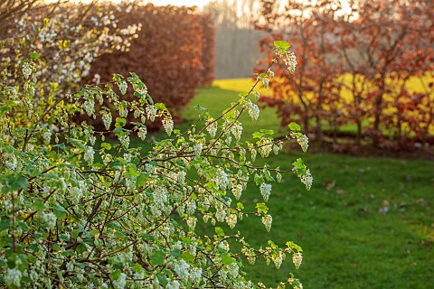 PRIORS_MARSTON_WARWICKSHIRE_THE_MANOR_HOUSE_MARCH_WHITE_FLOWERS_OF_RIBES_SANGUINEUM_WHITE_ICICLE_FLO