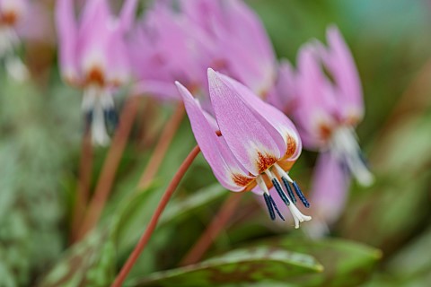 TWELVE_NUNNS_LINCOLNSHIRE_DOGS_TOOTH_VIOLET__PINK_FLOWERS_OF_ERYTHRONIUM_OLD_ABERDEEN_SPRING_FLOWERS