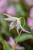 TWELVE NUNNS, LINCOLNSHIRE: DOGS TOOTH VIOLET - PINK, WHITE FLOWERS OF ERYTHRONIUM HARVINGTON ELIZABETH, SPRING, FLOWERS, BLOOMS, WOODLAND, BULBS