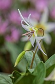 TWELVE NUNNS, LINCOLNSHIRE: CLOSE UP PORTRAIT OF DOGS TOOTH VIOLET - ERYTHRONIUM HARVINGTON LILLI, SPRING, FLOWERS, BLOOMS, WOODLAND, BULBS
