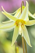 TWELVE NUNNS, LINCOLNSHIRE: CLOSE UP PORTRAIT OF DOGS TOOTH VIOLET - ERYTHRONIUM OREGONUM, SPRING, FLOWERS, BLOOMS, WOODLAND, BULBS