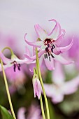 TWELVE NUNNS, LINCOLNSHIRE: CLOSE UP PORTRAIT OF DOGS TOOTH VIOLET - ERYTHRONIUM HENDERSONII, PALE PINK FORM, SPRING, FLOWERS, BLOOMS, WOODLAND, BULBS