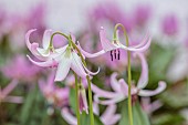 TWELVE NUNNS, LINCOLNSHIRE: CLOSE UP PORTRAIT OF DOGS TOOTH VIOLET - ERYTHRONIUM HENDERSONII, PALE PINK FORM, SPRING, FLOWERS, BLOOMS, WOODLAND, BULBS