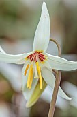 TWELVE NUNNS, LINCOLNSHIRE: CLOSE UP PORTRAIT OF DOGS TOOTH VIOLET - ERYTHRONIUM WHITE HENDERSONII, GROUP C, SPRING, FLOWERS, BLOOMS, WOODLAND, BULBS