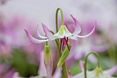 TWELVE NUNNS, LINCOLNSHIRE: CLOSE UP PORTRAIT OF DOGS TOOTH VIOLET - ERYTHRONIUM HENDERSONII HYBRID, SPRING, FLOWERS, BLOOMS, WOODLAND, BULBS