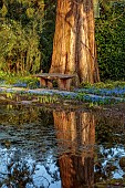 MORTON HALL GARDENS, WORCESTERSHIRE: UPPER POND, STROLL GARDEN, MARCH, SPRING, SCILLA SIBERICA, PATHS, PAVING, STONE, WOODEN BENCH, SEAT, WOODLAND, SPRING, REFLECTIONS, REFLECTED