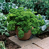 PARSLEY IN TERRACOTTA CONTAINER
