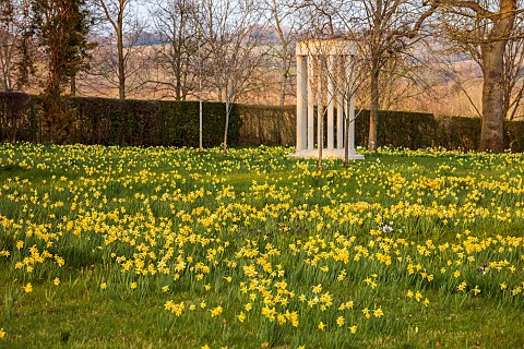 MORTON_HALL_WORCESTERSHIRE_THE_MEADOW_PARK_PARKLAND_SPRING_APRIL_DRIVE_WOODLAND_DAFFODILS_NARCISSUS
