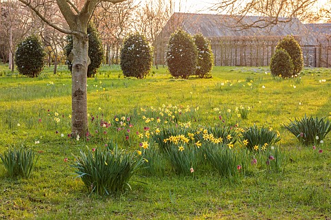 MORTON_HALL_WORCESTERSHIRE_THE_MEADOW_PARK_PARKLAND_SPRING_APRIL_DRIVE_WOODLAND_DAFFODILS_NARCISSUS_