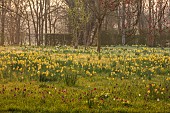 MORTON HALL, WORCESTERSHIRE: THE MEADOW, PARK, PARKLAND, SPRING, APRIL, WOODLAND, DAFFODILS, NARCISSUS, FRITILLARIA MELEAGRIS, SNAKES HEAD FRITILLARY
