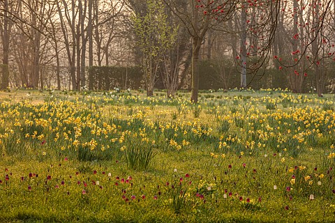 MORTON_HALL_WORCESTERSHIRE_THE_MEADOW_PARK_PARKLAND_SPRING_APRIL_WOODLAND_DAFFODILS_NARCISSUS_FRITIL