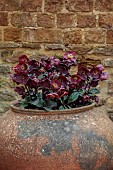 THE CONIFERS, NORTHAMPTONSHIRE: DARK RED, BLACK, FLOWERS OF HELLEBORES, HELLEBORUS HGC ICE N ROSES MERLOT, SPRING, IN TERRACOTTA CONTAINER