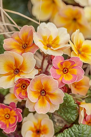 PINK_YELLOW_PINK_ORNAGE_FLOWERS_OF_PRIMULA_POLYANTHUS_STELLA_CHAMPAGNE_FLOWERING_BLOOMS_BLOOMING