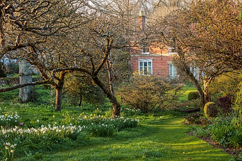 LITTLE_COURT_HAMPSHIRE_DAFFODILS_HOUSE_MARCH_SPRING_WHITE_LADY_NARCISSUS_NARCISSI_1890S_FLOWERS_BLOO