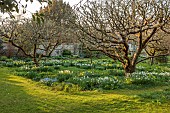 LITTLE COURT, HAMPSHIRE: DAFFODILS, HOUSE, MARCH, SPRING, WHITE LADY NARCISSUS, NARCISSI, 1890S, FLOWERS, BLOOMS