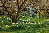 LITTLE COURT, HAMPSHIRE: DAFFODILS, MARCH, SPRING, WHITE LADY NARCISSUS, NARCISSI, 1890S, FLOWERS, BLOOMS