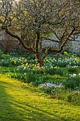 LITTLE COURT, HAMPSHIRE: DAFFODILS, MARCH, SPRING, WHITE LADY NARCISSUS, NARCISSI, 1890S, FLOWERS, BLOOMS, SCILLA BITHYNICA, TURKISH SQUILL